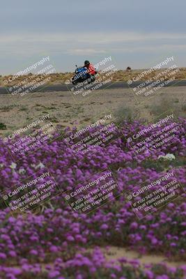 media/Jan-14-2023-SoCal Trackdays (Sat) [[497694156f]]/Turn 14 Exit Bloomig (145pm)/
